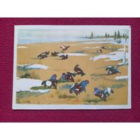 Тетеревиный ток. Курдов 1958 г. Чистая.