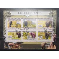 Гвинея. 2009 год. Фауна. Слоны (1309)