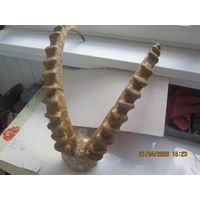 Рога козерога.Трофей из Монголии.