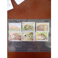 Камбоджа кошачьи