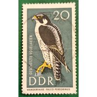 ГДР 1967. Сокол Сапсан