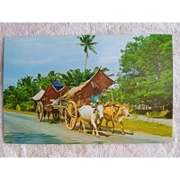 Этнография. Сигапур, Малакка. Повозки, запряжённые волами