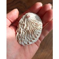 Галиотис, морское ушко или абалон.