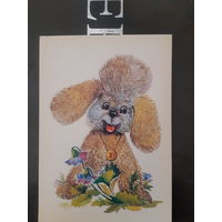 Манилова Щенок пуделя