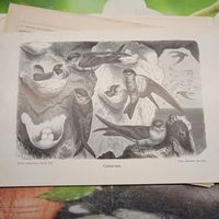 Салангана. Энциклопедическая гравюра СПБ конец 19века 24х16см.