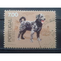 Португалия, 1981. Собака