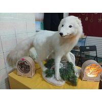 Чучело Писец