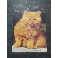 Рыжий кот. Немецкая