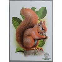 Белка. Открытка