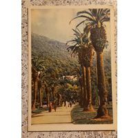 Почтовая карточка.1954г.Гагра.Парк.Раскин