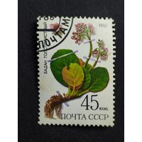 1985 СССР. Охраняемые лекарственные растения Сибири. Бадан толстолистный