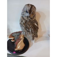 Чучело совы