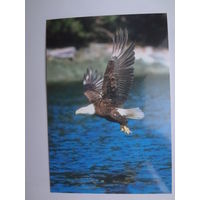 Календарик 1998 г. В поисках добычи.