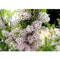 Орех Чекалкин, Ксантоцерас рябинолистный саженец ЗКС 2 год.