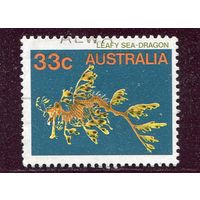 Австралия. Морская фауна