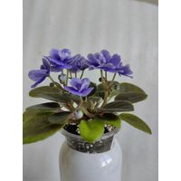 Фиалка мини Honey Blue Angel