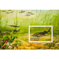 1997 БЕЛАРУСЬ  блок коллекционных марок Стерлядь MNH