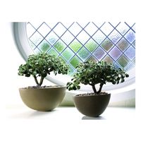 Аихтизон - "Дерево Любви"