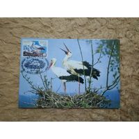 Беларусь. 2004. Птицы. Картмаксимумы. Серия