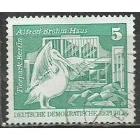 ГДР. Берлинский зоопарк. Пеликан. 1973г. Mi#1842.