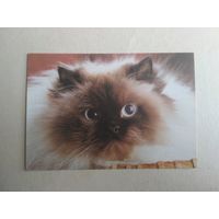 Карманный календарик.Кошки.1995 год