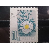 Польша 1957, Цветы