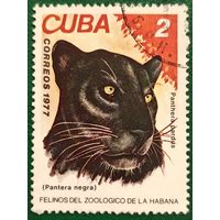 Куба 1977. Чёрная пантера