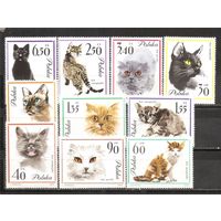 ФФ1 Польша 1964 Кошки