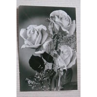 Цветы, розы; 1983, подписана, Германия, п/п 1984, марка.