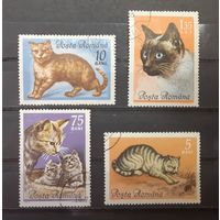 Румыния. 1965 год. Фауна. Кошки