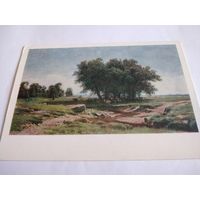 Открытка. И. Шишкин. Дубки.