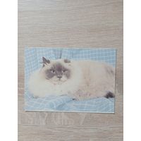 Календарик 1993