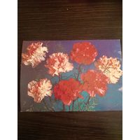 Открытка,Костенко,чистая