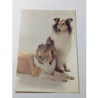 Карманный календарик  . Собаки . 1992 года .