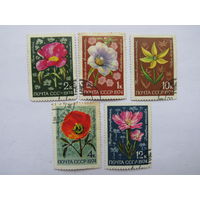 Цветы альпийских лугов Средней Азии.