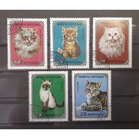 Распродажа с 1 рубля! Фауна. Монголия. 1979 год. Кошки (5 марок)