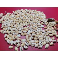 Лот бусин Ракушки Каури для творчества и рукоделия