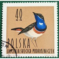 Польша 5 июня 1964. Фауна. Варакушка