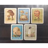 Польша. 1980 год. Флора. Грибы (89)