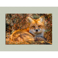 Открытка. Фауна. Лето. Лиса. Лисичка. Осень. Животные. (чистая)