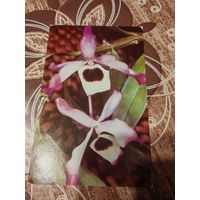 Открытка,орхидея,1981