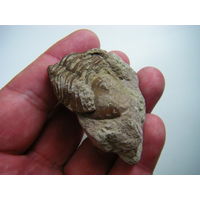 Окаменелость ТРИЛОБИТ-300 миллионов лет!!!