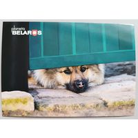 Серия "Планета Беларусь ". Собака. Открытка, глянец