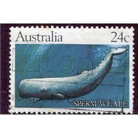 Австралия. Морская фауна. Кашалот