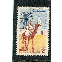 Тунис. Всадник на верблюде