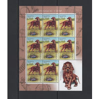 Фауна собаки Беларусь 2010 Малый лист коллекционных марок "Ирландский красный сеттер"