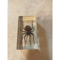 Steatoda grossa в эпоксидной смоле