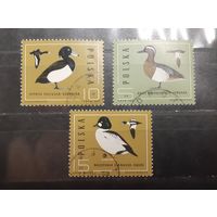 Польша. 1985 год. Фауна. Птицы (363)