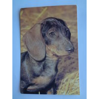 Календарик 1996 г. Такса.