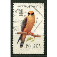 Хищные птицы. Красноногий сокол. Польша. 1975